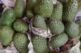 Guanabana